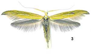 Coleophora nepetellae 34968 (1).jpg