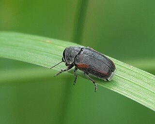 <i>Coleothorpa vittigera</i> Species of beetle