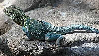 List of U.S. state reptiles