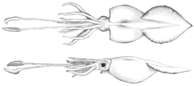 Mesonychoteuthis hamiltoni