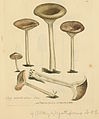 Coloured Figures of English Fungi or Mushrooms - t. 363.jpg