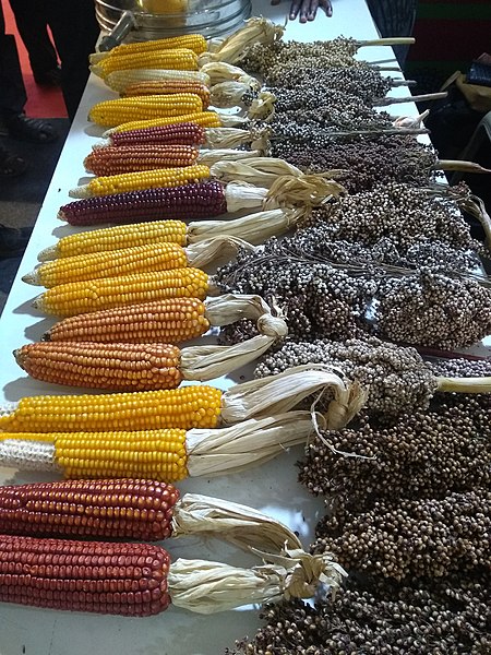 File:Colourful Corns.jpg