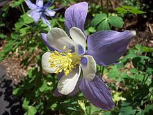 Native Colorado Rocky Mountain columbine Columbine flower.JPG