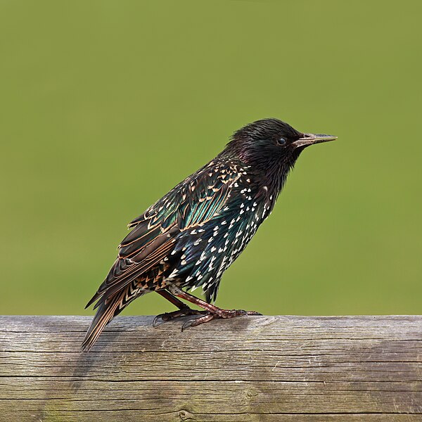 File:Common Starling (Sturnus vulgaris) Leek Wootton.jpg