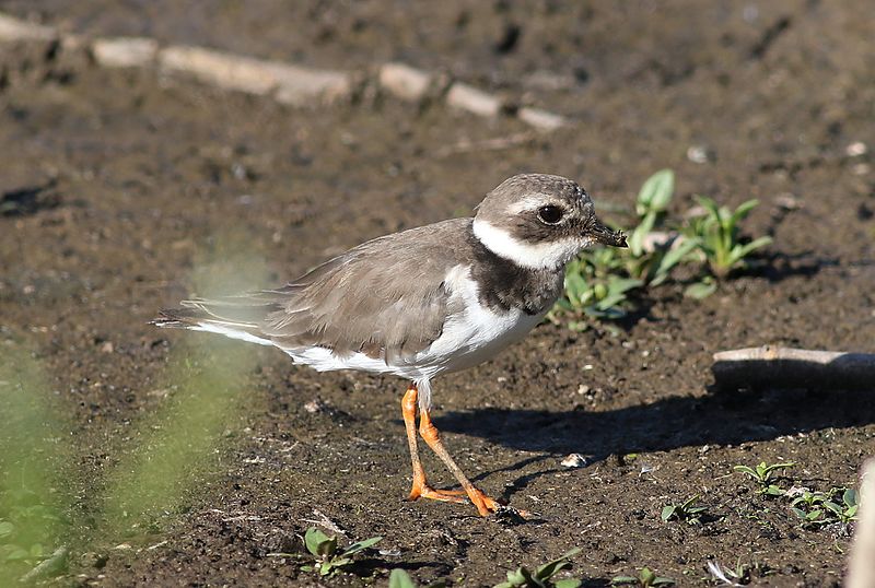 File:Common ringed plover, Charadrius hiaticula, at Marievale Nature Reserve, Gauteng, South Africa (22983021694).jpg