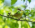 * Nomination Common yellowthroat in Central Park --Rhododendrites 20:40, 5 May 2021 (UTC) * Promotion Good. -- Ikan Kekek 00:49, 6 May 2021 (UTC)