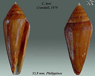 <i>Profundiconus</i> genus of molluscs