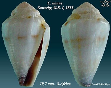 Conus nanus Sowerby, G.B. I, 1833