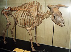 Copenhagen Zoological Museum Aurochs bull.jpg