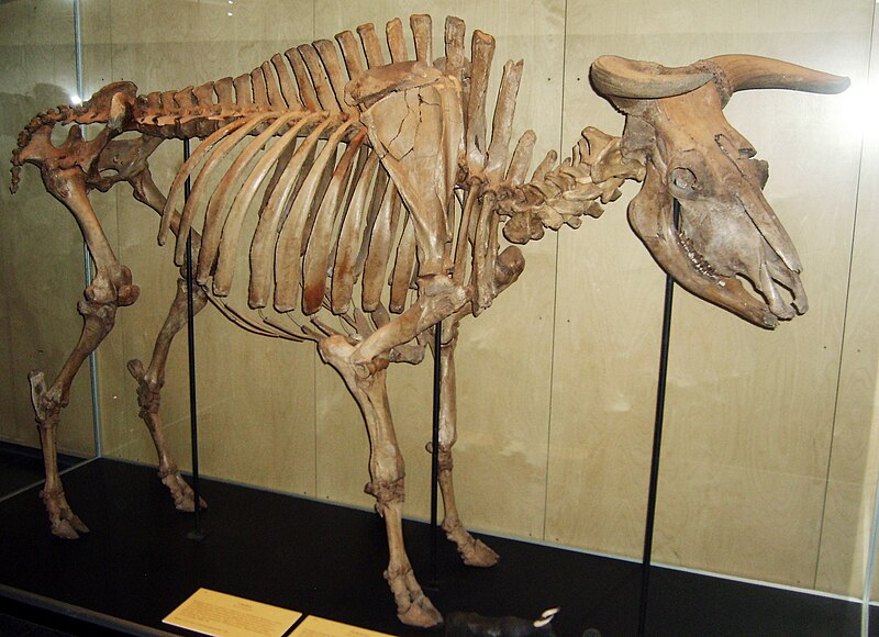 File:Copenhagen Zoological Museum Aurochs bull.jpg