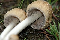 Underside of a mushroom cap showing closely shaped grayish-brown gills.