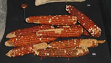 Corn was a vital source of food for Indigenous communities across the Northern Hemisphere. Sophisticated farming techniques were used to cultivate the crop throughout the American continent. Corn cobs, San Juan Anasazi, Triangle Cave, Utah, 900-1300 AD - Natural History Museum of Utah - DSC07443.JPG