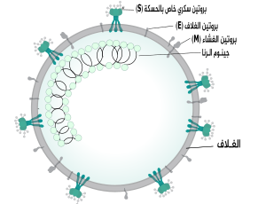 Coronavirus virion structure ar.svg