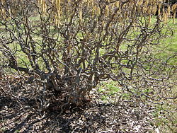 Corylaceae - Corylus Avellana 'Contorta' - Corkscrew Hazel - Europe & West Asia - Branches Closeup.JPG