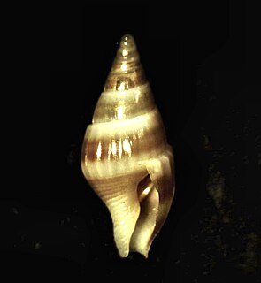 <i>Cosmioconcha</i> genus of molluscs