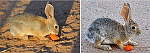Male desert cottontail at 8 weeks, and the same specimen at 16 months of age Cottontail age comparison-2.jpg