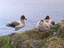 Roetkopalbatros: Soort uit het geslacht Phoebetria