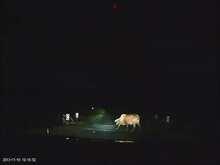 File:Cow crosses cattle grid.webm