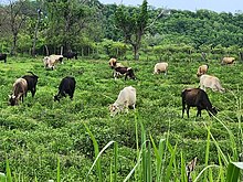 Cows Grazing, Saint Ann Parish 2023 Cow patch 20230605 140614.jpg