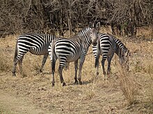 Drei Crawshay-Zebras weiden