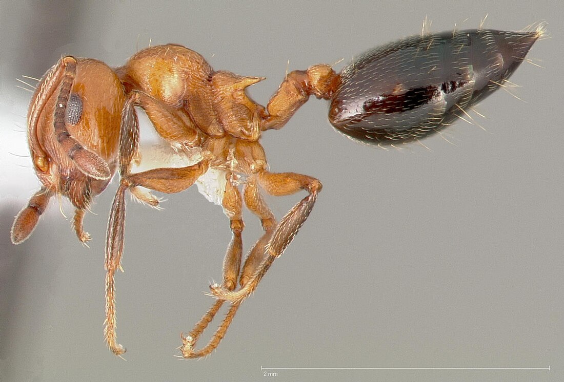 Crematogaster