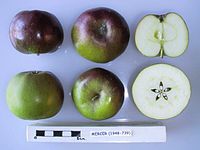 Cross section of Mercer, National Fruit Collection (acc. 1948-739).jpg