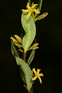 C. oblongifolia