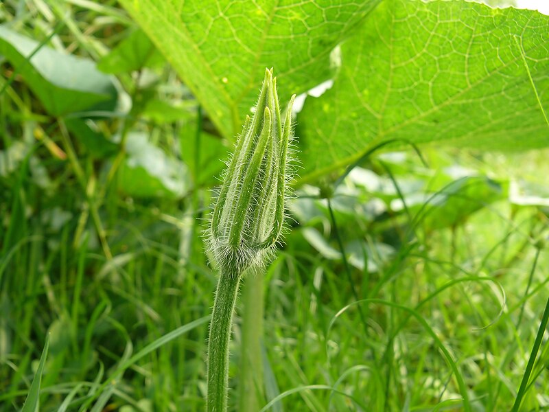 File:Cucurbita pepo - new bud - Kourou.jpg