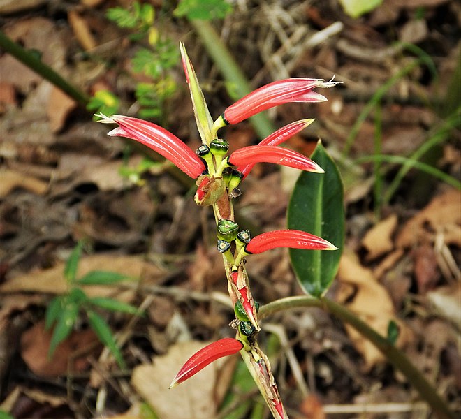 File:Cuphea sp. ? Lythraceae (28155059987).jpg