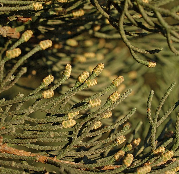 File:Cupressus-sempervirens-conos.jpg