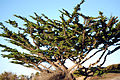 Subgenus Hesperocyparis: Monterey-Zypresse (Cupressus macrocarpa)