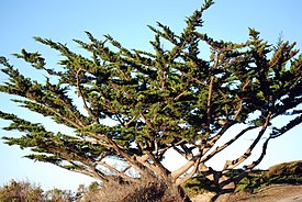 Гесперокипарис крупноплодный (Hesperocyparis macrocarpa)