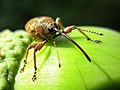 Miniatuur voor Lijst van snuitkevers in Nederland