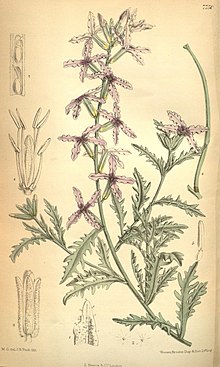 Curtis botanical majalah (Tab. 7750) (8634431881).jpg