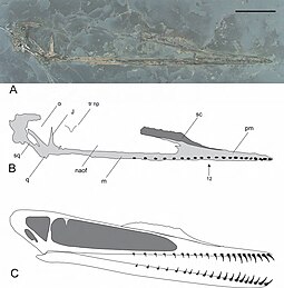 Skull and restoration Cuspicephalus.jpg