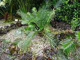 Cycas sexseminifera, Parque Terra Nostra, Furnas, Azoren