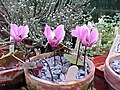 Cyclamen colchicum