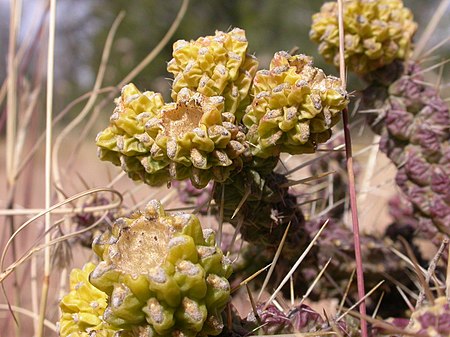 Cylindropuntia whipplei