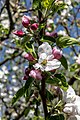 * Nomination Apple tree “Dülmener Rose” in bloom, Hausdülmen, Dülmen, North Rhine-Westphalia, Germany --XRay 04:06, 16 May 2020 (UTC) * Promotion  Support Good quality -- Johann Jaritz 04:17, 16 May 2020 (UTC)