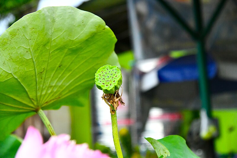 File:D85 1544 Nelumbo Lotus Photographed by Trisorn Triboon.jpg