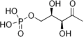 1-デオキシ-D-キシルロース-5-リン酸