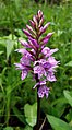 Gevlekte orchis (Dactylorhiza maculata)