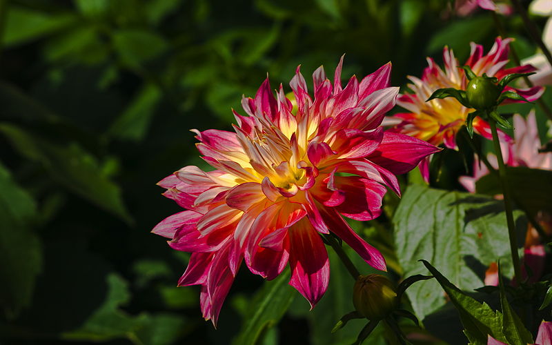 File:Dahlia (2803815675).jpg