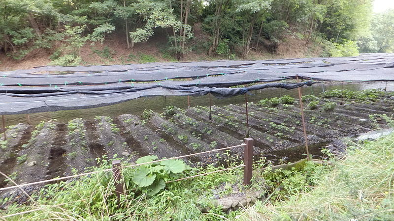 File:Daio Wasabi Farm in 2014-8-14 No,13.JPG