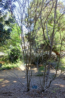 Dalbergia purpurascens - Mildred E. Mathias Botanical Garden - University of California, Los Angeles - DSC02777.jpg
