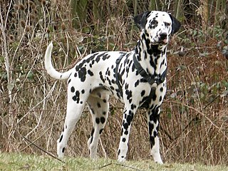 Dalmatian (dog) Dog breed