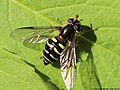 Dasysyrphus venustus (Meigen, 1822)