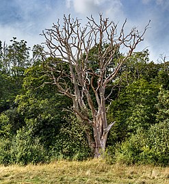 Dead oak by a field in Holma