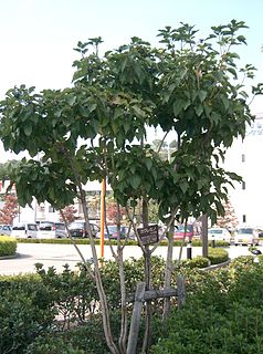 <i>Dendropanax</i> Genus of plants