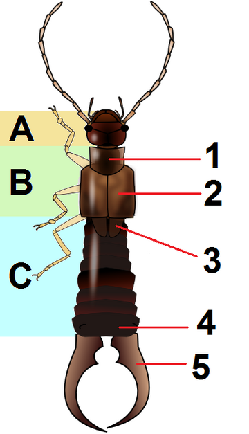 File:Dermaptera body planB.png